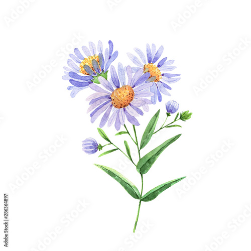 Fototapeta Naklejka Na Ścianę i Meble -  blue daisy flowers on a white background. watercolor drawing