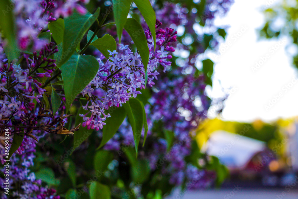 Lilac branch. Lilac flowers on the branch. Lilac little lilac flowers. Lilac branch. Lilac flowers on the branch. Lilac little lilac flowers.