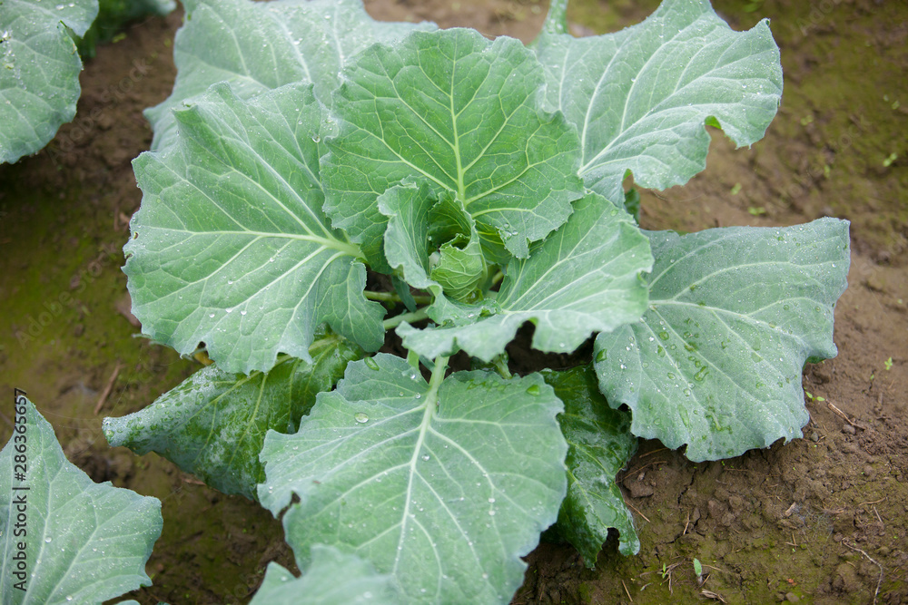 Top views of cauliflower vegetable plant in garden at Ranisankail, Thakurgaon, Rangpur, Bangladesh. Top views of cauliflower vegetable plant in garden at Ranisankail, Thakurgaon, Rangpur, Bangladesh.