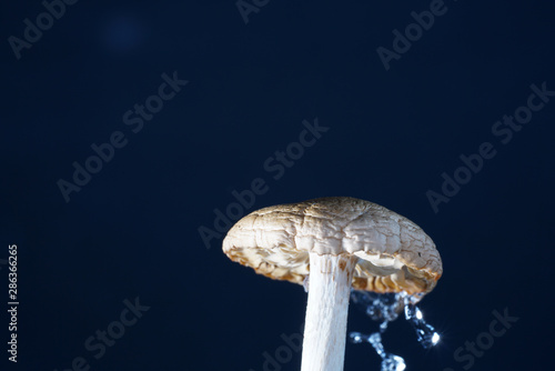 The mushrooms form the third great kingdom of eukaryotic creatures besides the animals and the plants.