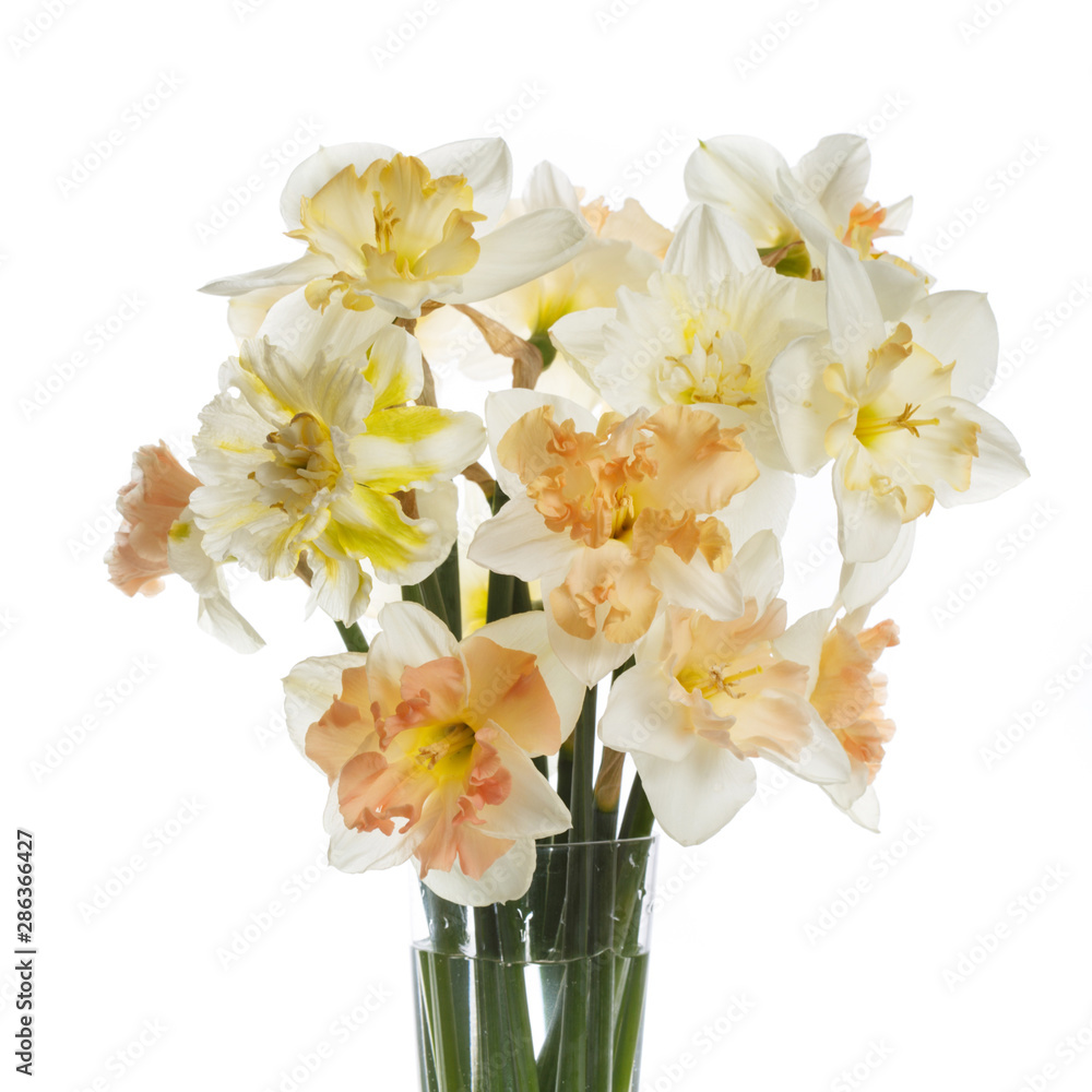 Delicate bouquet of daffodils isolated on a white background.