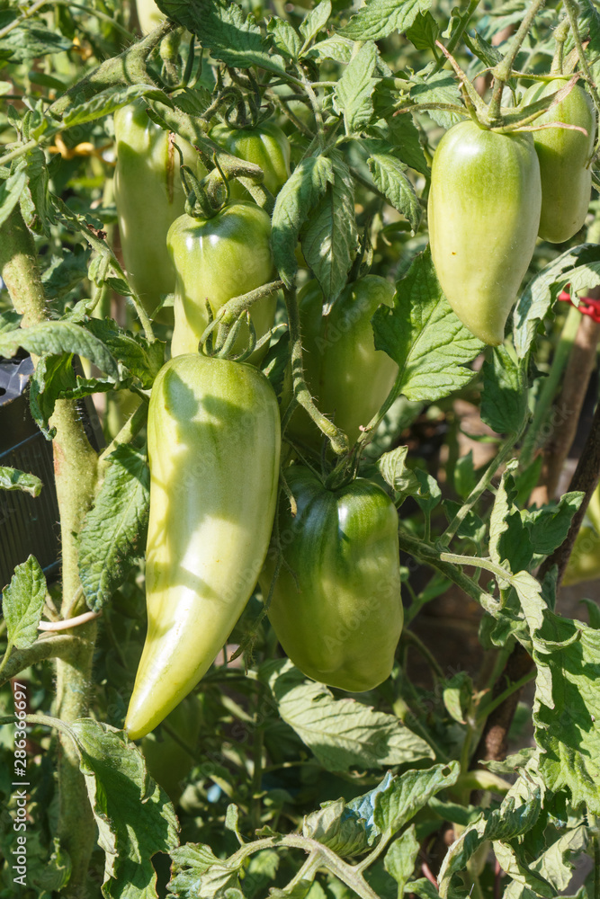Andenhorn tomatoes ripening in a vegetable garden during summer