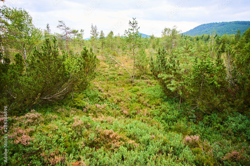 Chalupska moor represents a transitional type of moor between the valley upland moors developed along  Vltava River and mountain raised bogs of Sumava plateau. National Park Sumava (Bohemian forest)