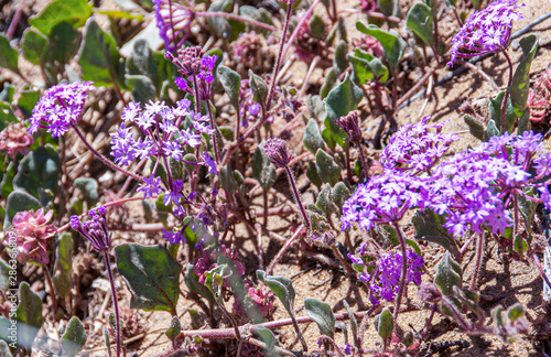 Purple Wildflowers