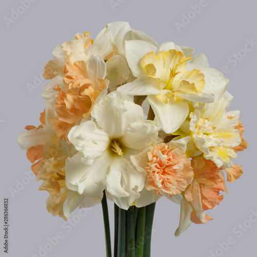 Delicate bouquet of daffodils isolated on a gray background. © ksi