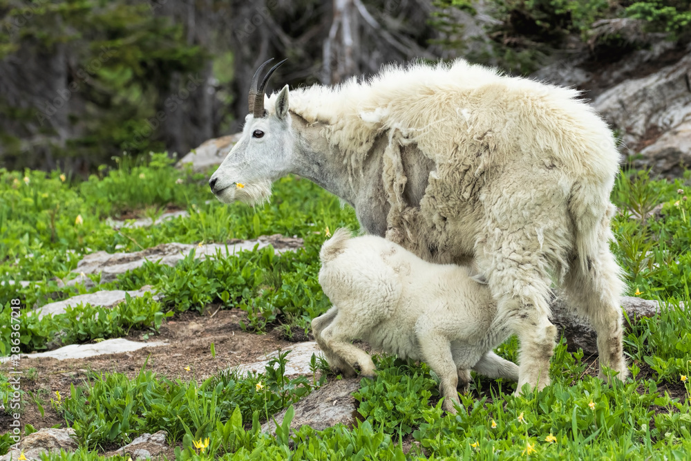 Fototapeta premium Mountain Goat Kid Nursing