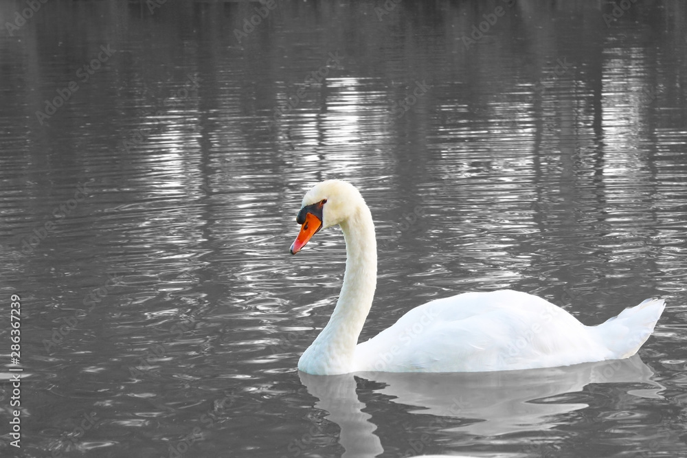 Sad single white swan on the lake surface yearning for love. Widowed swan stays lonely. Empty life without love Sad single white swan on the lake surface yearning for love. Widowed swan stays lonely. Empty life without love