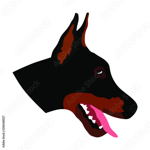 Portrait of Doberman Pincher vector illustration isolated.  German military guardian dog, for detecting smuggling drugs. Beware of dog.