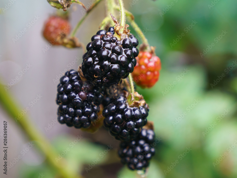 Ripening and riped blackberries growing on the branch in the summer garden in day time. Natural background, suitable for poster, postcard, greeting cards, banner. Ripening and riped blackberries growing on the branch in the summer garden in day time. Natural background, suitable for poster, postcard, greeting cards, banner.
