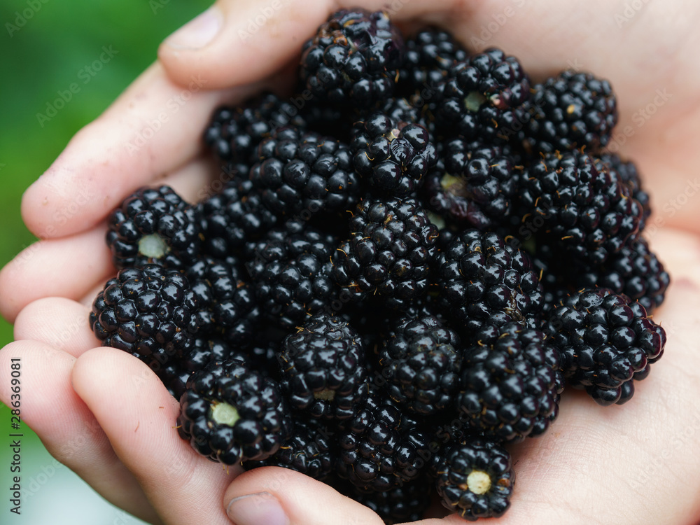 Riped blackberries in the child palms of hands in the summer garden in day time. Handful of berries. Natural background, suitable for poster, postcard, greeting cards, banner. Riped blackberries in the child palms of hands in the summer garden in day time. Handful of berries. Natural background, suitable for poster, postcard, greeting cards, banner.