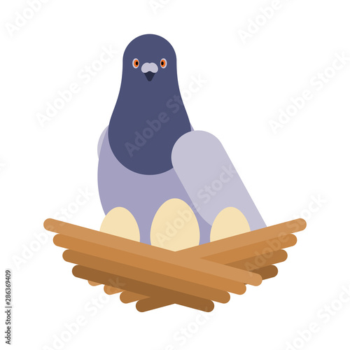 Dove and nest with eggs. pigeon vector illustration