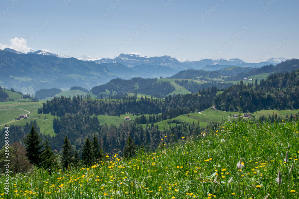Flower field in the alps mountains, Switzerland