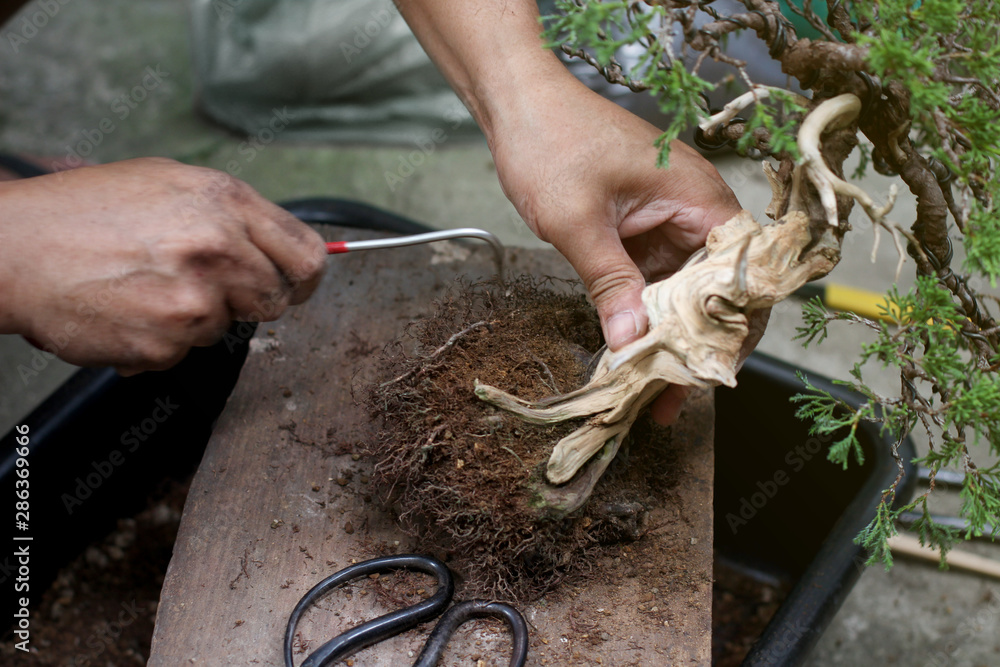 Obraz premium Top view Making bonsai trees, The process of scraping soil from the roots and Root pruning To prepare to change pots, Making of bonsai trees. Handmade accessories wire and scissor, Concept Bonsai tree