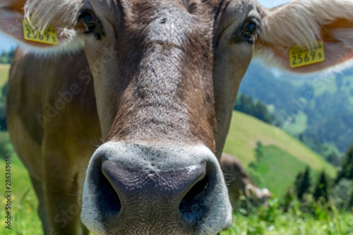 Closeup photo of the curious cow in Switzerland's Alps Mountains