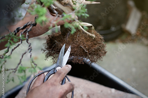 Top view Making bonsai trees, The process of scraping soil from the roots and Root pruning To prepare to change pots, Making of bonsai trees. Handmade accessories wire and scissor, Concept Bonsai tree