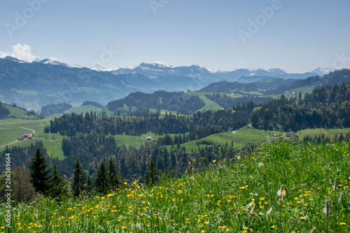 Flower field in the alps mountains, Switzerland © Anastasija