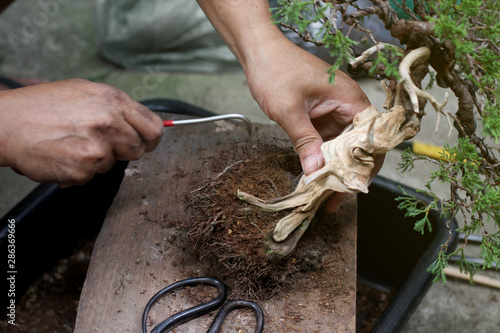 Top view Making bonsai trees, The process of scraping soil from the roots and Root pruning To prepare to change pots, Making of bonsai trees. Handmade accessories wire and scissor, Concept Bonsai tree