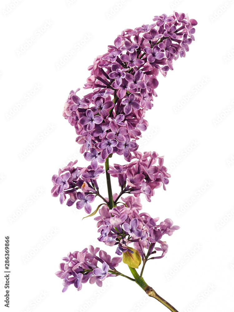 Obraz premium Beautiful lilac flowers on white background