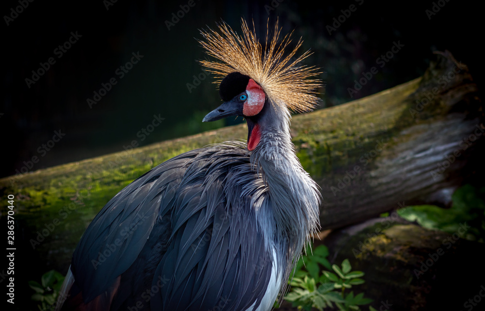 Fototapeta premium Black crowned crane portrait close-up