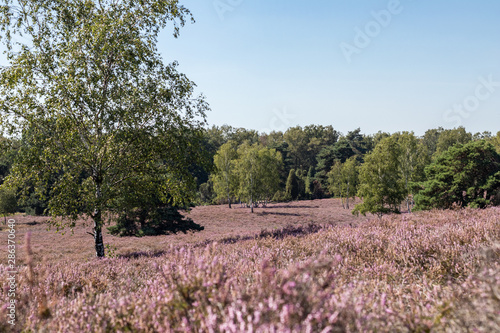 Wallpaper Mural Blühende Heidelandschaft in Haltern Torontodigital.ca