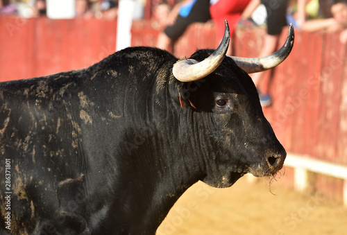 toro negro bravo español en plaza de toros