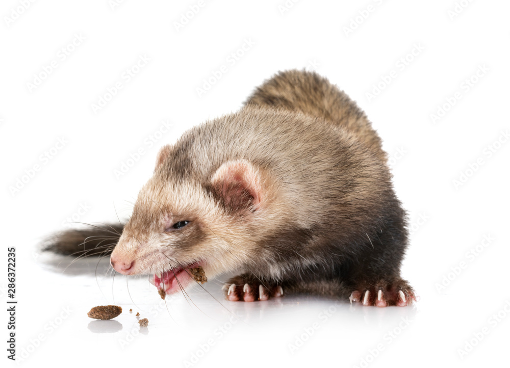 brown ferret in studio brown ferret in studio