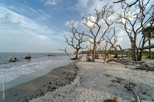 Driftwood Beach