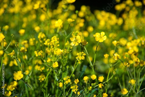 Field of yellow wildflowers © BillionPhotos.com