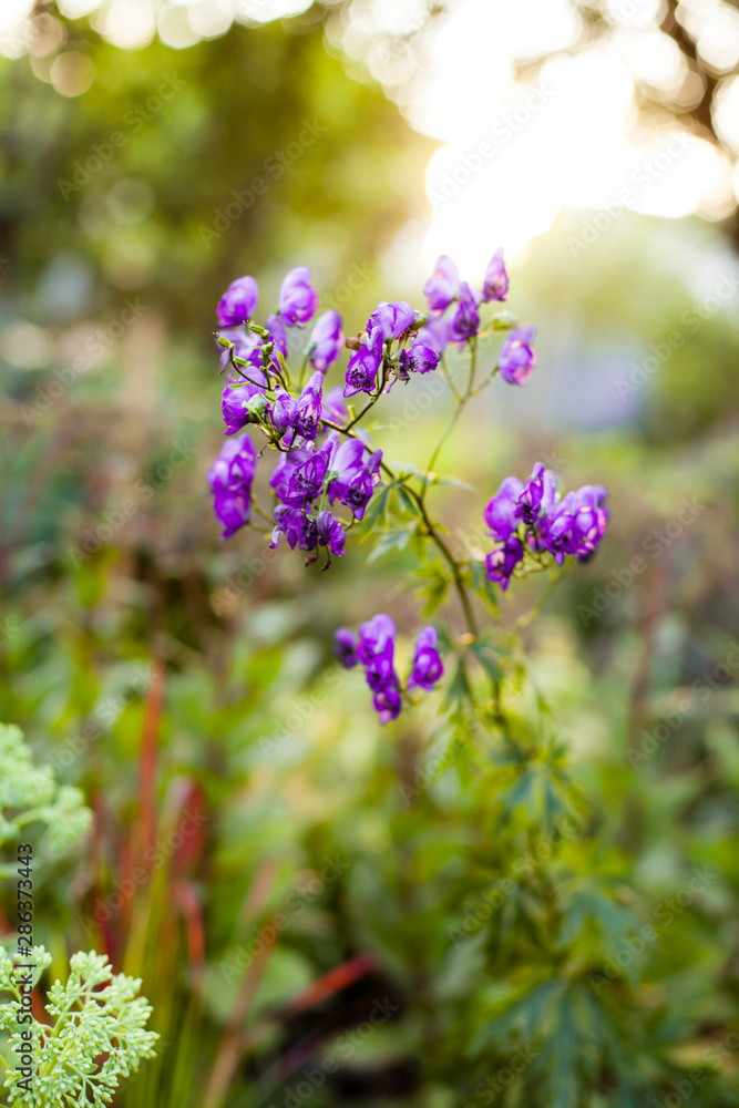 Fototapeta premium Delphinium Flower in the Garden.
