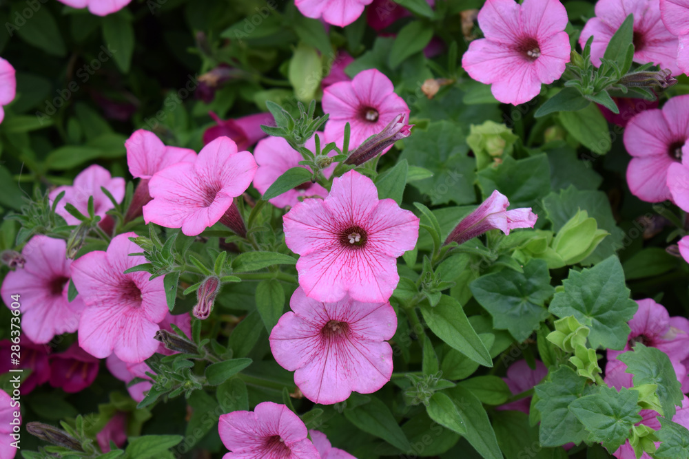 pink flowers in the garden pink flowers in the garden