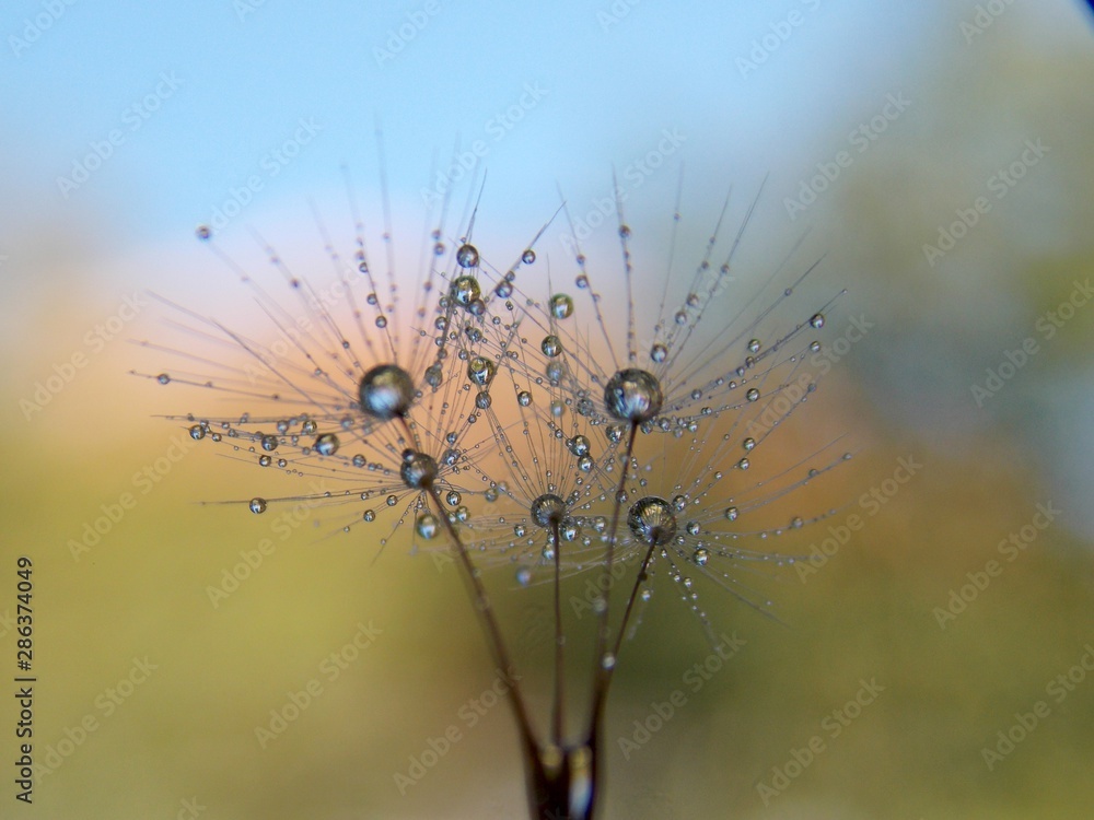Fototapeta rain drops on dandelion seeds