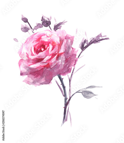 Hand-drawn flower watercolor illustration. Delicate sprig of rose with leaves isolated on white background. Vintage botanic composition for design, background or print. Romantic