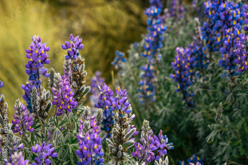 Wildflowers Along Santa Cruz Trek in Huscaran National Park in the Cordillera Blanca in Northern Peru 