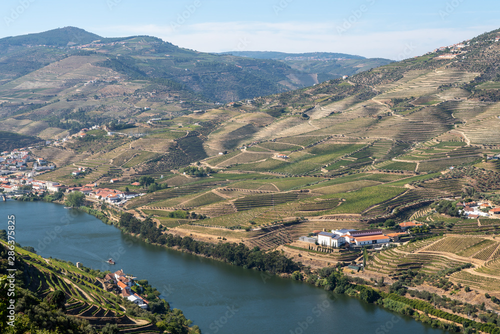 Terraces of grape vines for port wine production line the hillsides of the Douro valley in Portugal Terraces of grape vines for port wine production line the hillsides of the Douro valley in Portugal