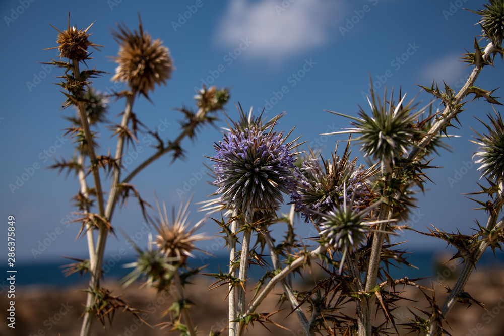 Fototapeta premium Thistle