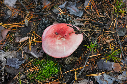 Edible small mushroom Russula with red russet cap in moss autumn forest background.