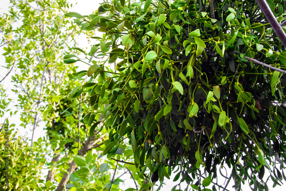 Obraz premium Parasitic European mistletoe or common mistletoe (Viscum album) on a tree