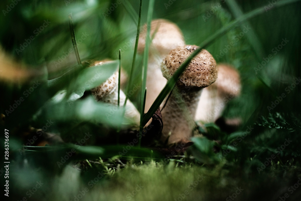 Family of mushrooms mushrooms in the bushes of grass Family of mushrooms mushrooms in the bushes of grass
