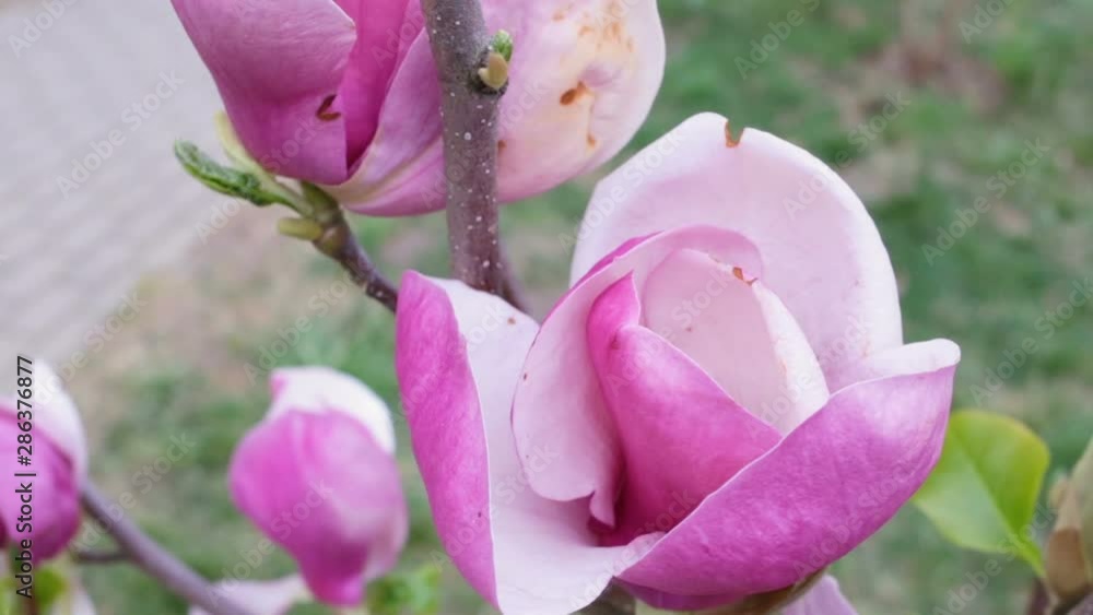 Huge Magnolia blossoming flowers on a branch, medium shot, green grass background, in the Park, outdoors, no people, camera movement Huge Magnolia blossoming flowers on a branch, medium shot, green grass background, in the Park, outdoors, no people, camera movement
