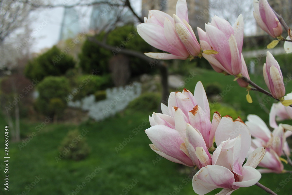 Closeup of magnolia pink fleur at spring Closeup of magnolia pink fleur at spring