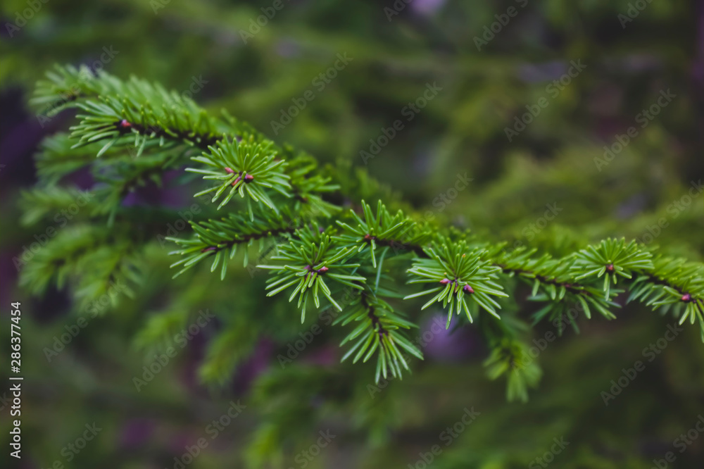 A branch of a spruce tree on a blurred background, close-up. A branch of a spruce tree on a blurred background, close-up.