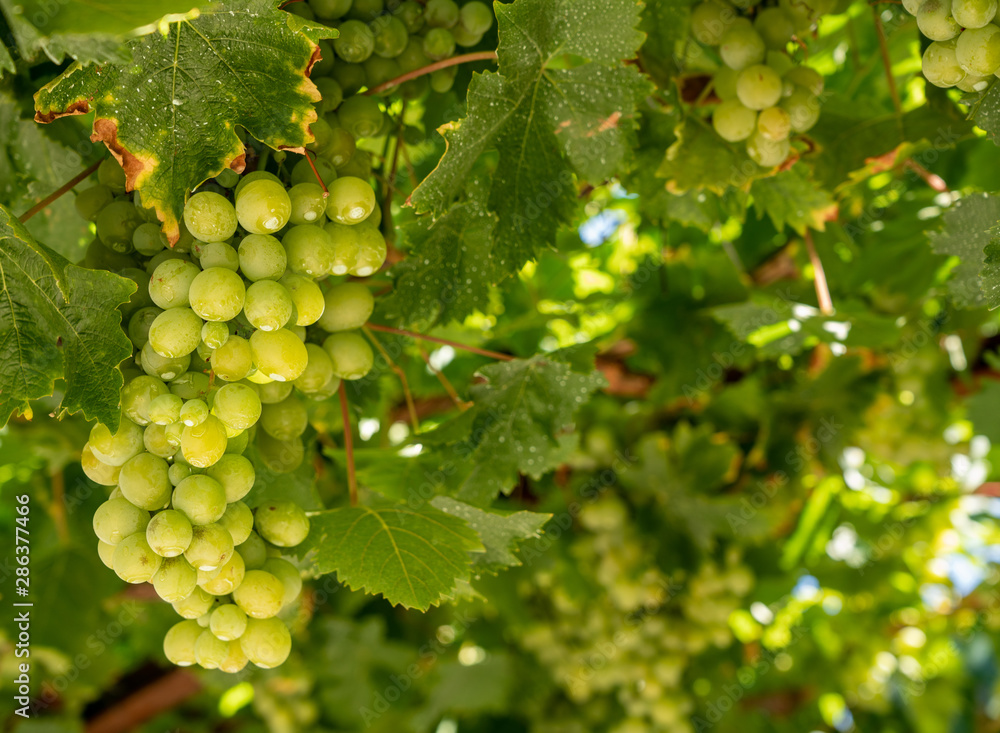 Bunches of green grapes for wine production line the hillsides of the Douro valley in Portugal Bunches of green grapes for wine production line the hillsides of the Douro valley in Portugal