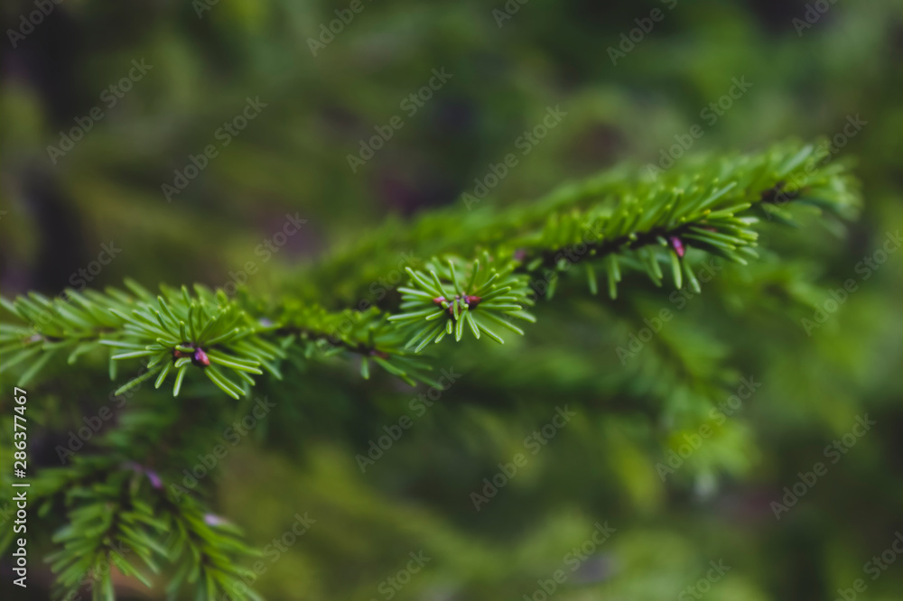 A branch of a spruce tree on a blurred background, close-up. A branch of a spruce tree on a blurred background, close-up.