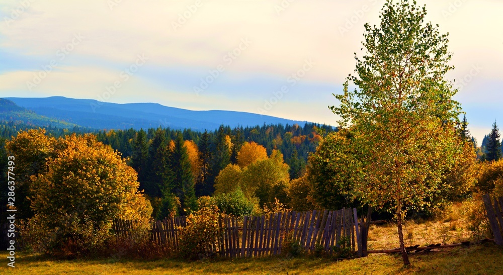 autumn landscape with yellow trees