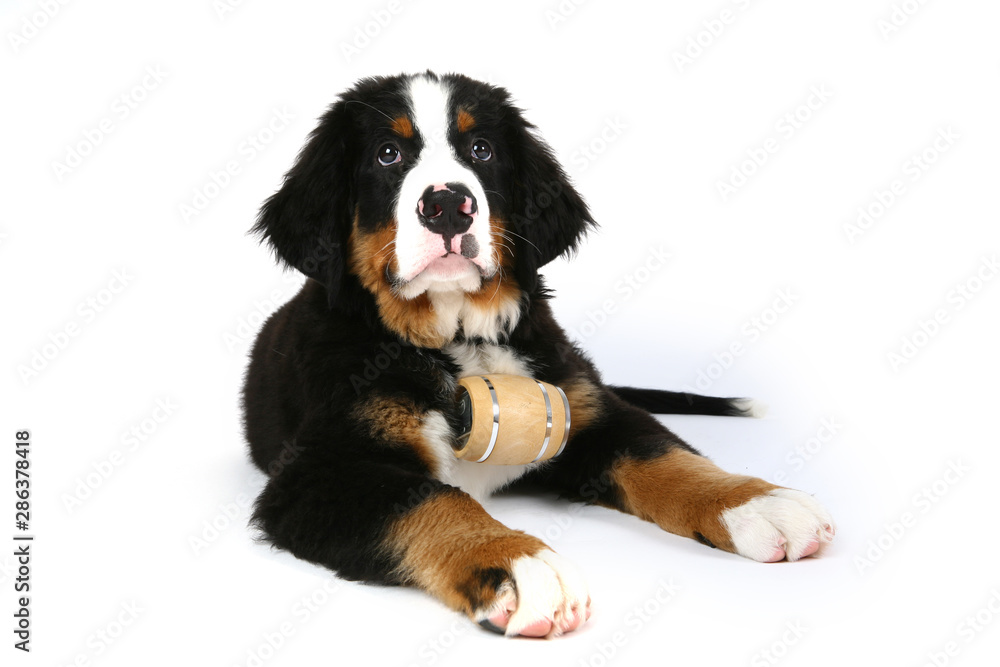 Dog puppy - Berner Sennenhund