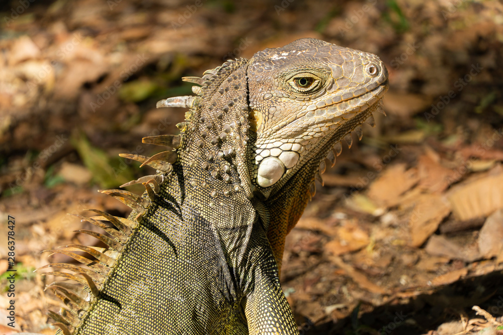 Obraz premium iguana