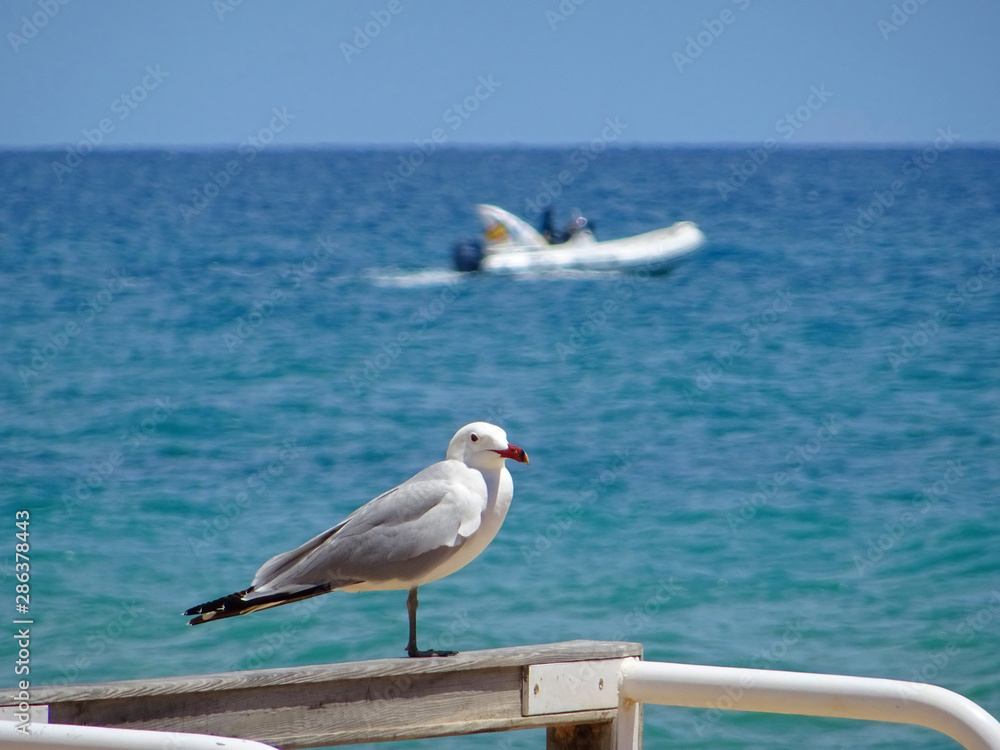 seagull perched on a wood on a sandy beach with the sea in the background