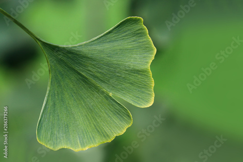 Closeup of green leaves on a Ginko  tree