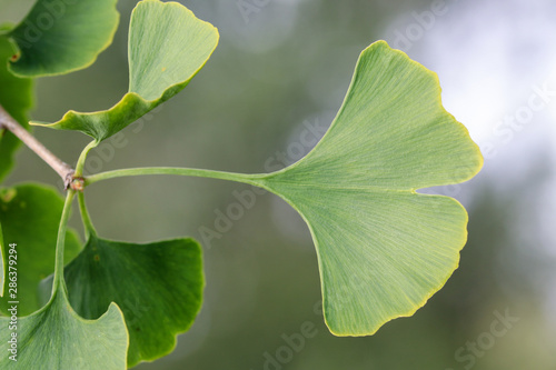 Closeup of green leaves on a Ginko tree