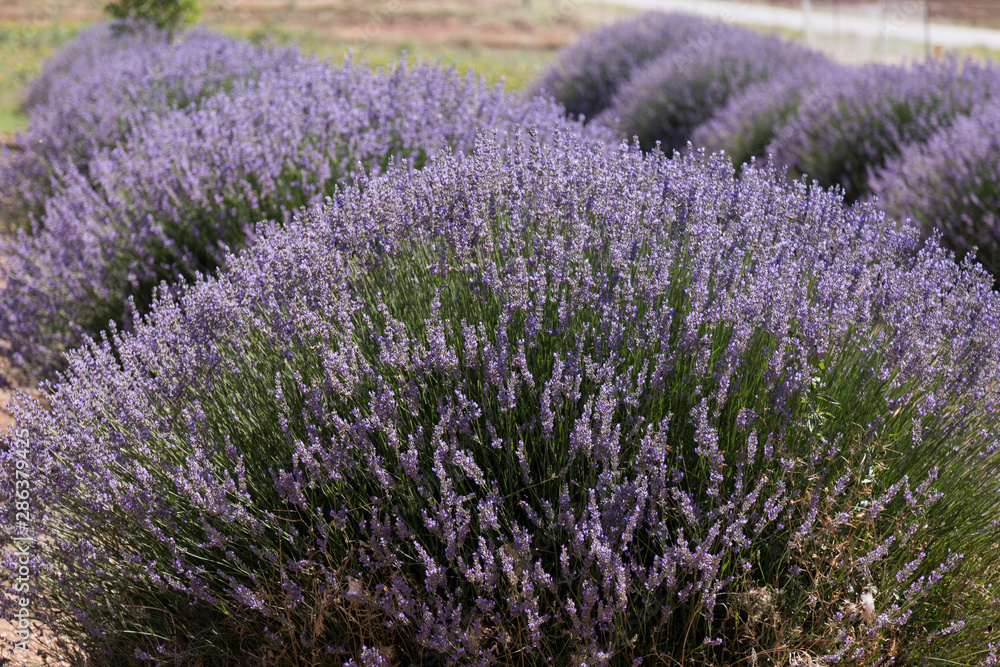 the lavender field with bees from Turkey.
